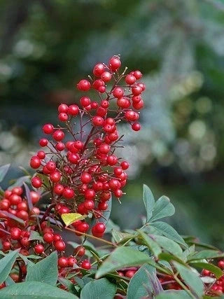 Nandina domestica - H.100/125cm - Pot de 15 litres - Image 7