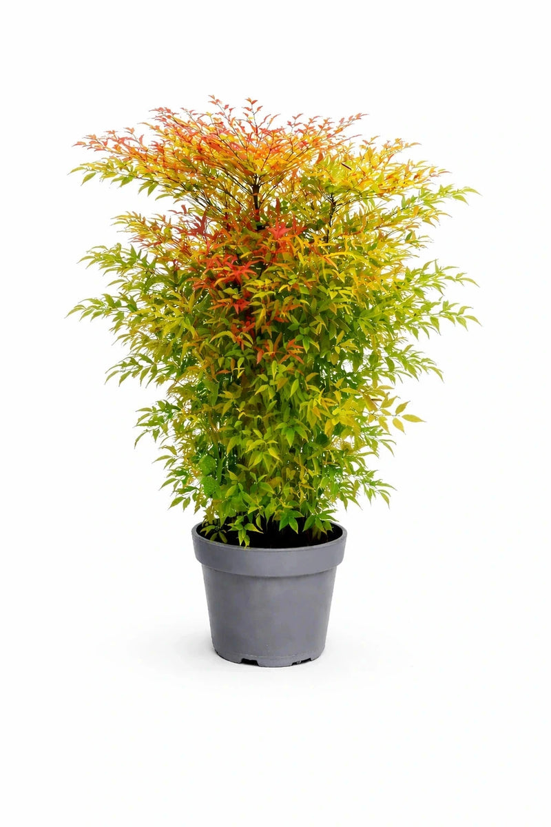 Nandina domestica - H.80/100cm - Pot de 15 litres