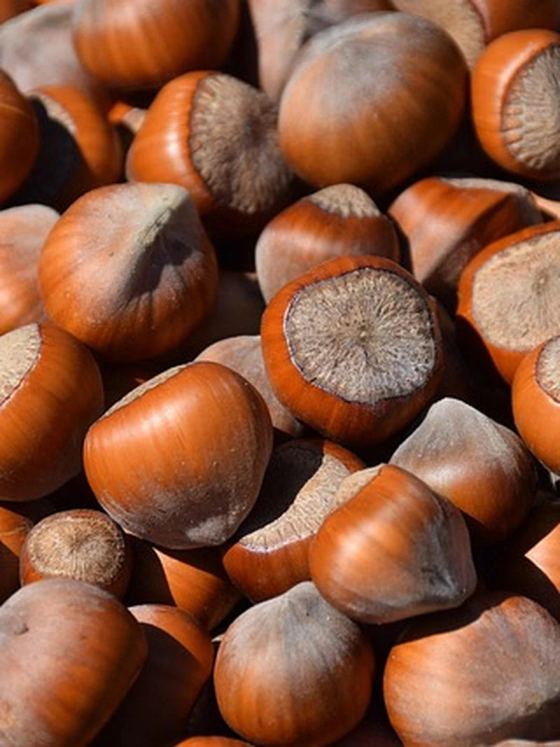 Noisetier 'Fertile de Coutard' - H.125/150cm - Pot de 15 litres