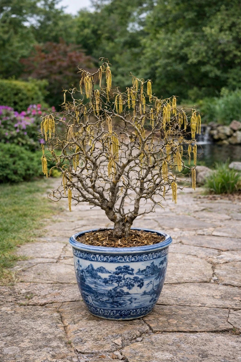 Noisetier tortueux 'Contorta' - H.60/80cm - Pot de 15 litres
