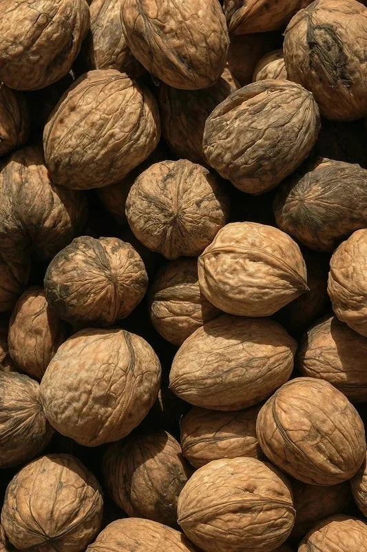 Noyer 'Corne du Périgord' - Baliveau - H.175/200cm - Pot de 15 litres