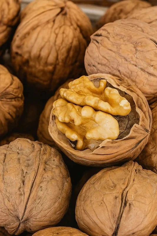 Noyer 'Fernor' - Baliveau H.175/200cm - Pot de 15 litres - Image 1