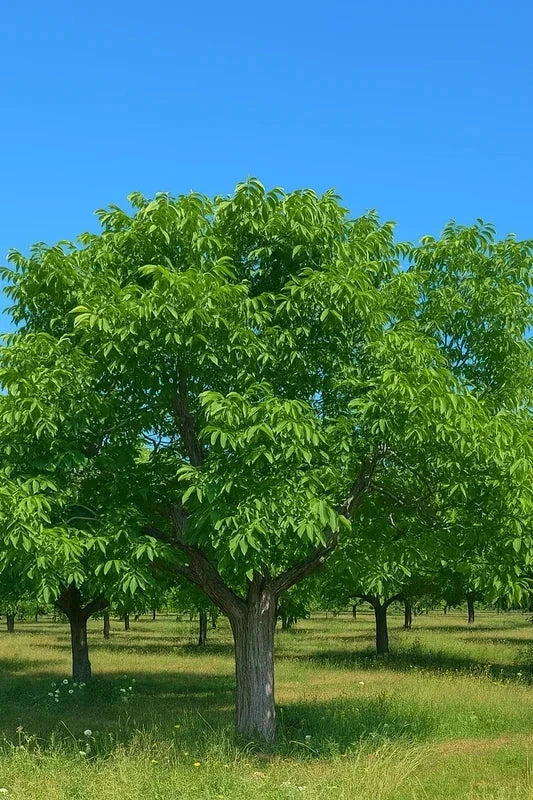 Noyer 'Fernor' - Baliveau H.175/200cm - Pot de 15 litres - Image 2