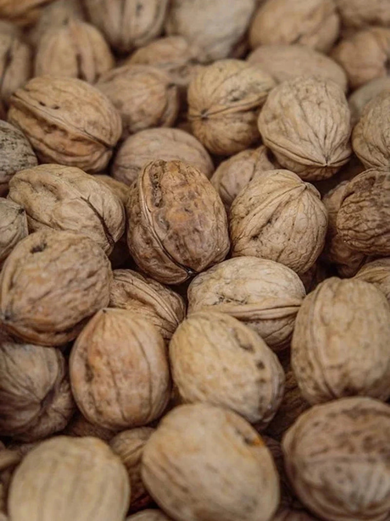 Noyer 'Franquette' - Tige 6/8 - H.200/250cm - Pot de 30 litres