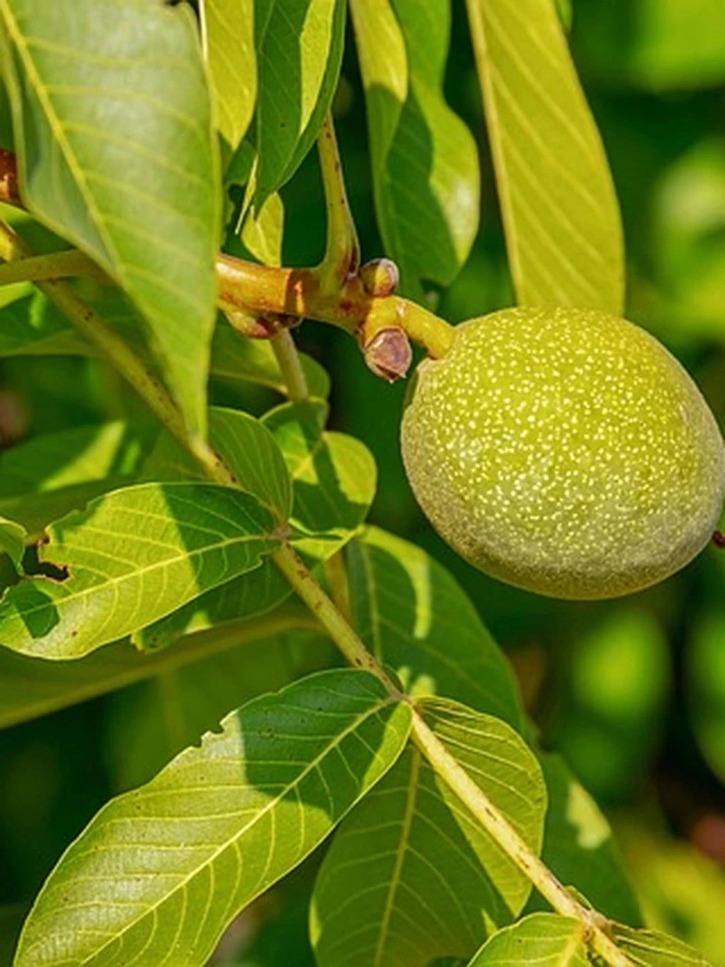 Noyer 'Franquette' - Tige 6/8 - H.200/250cm - Pot de 30 litres - Image 2