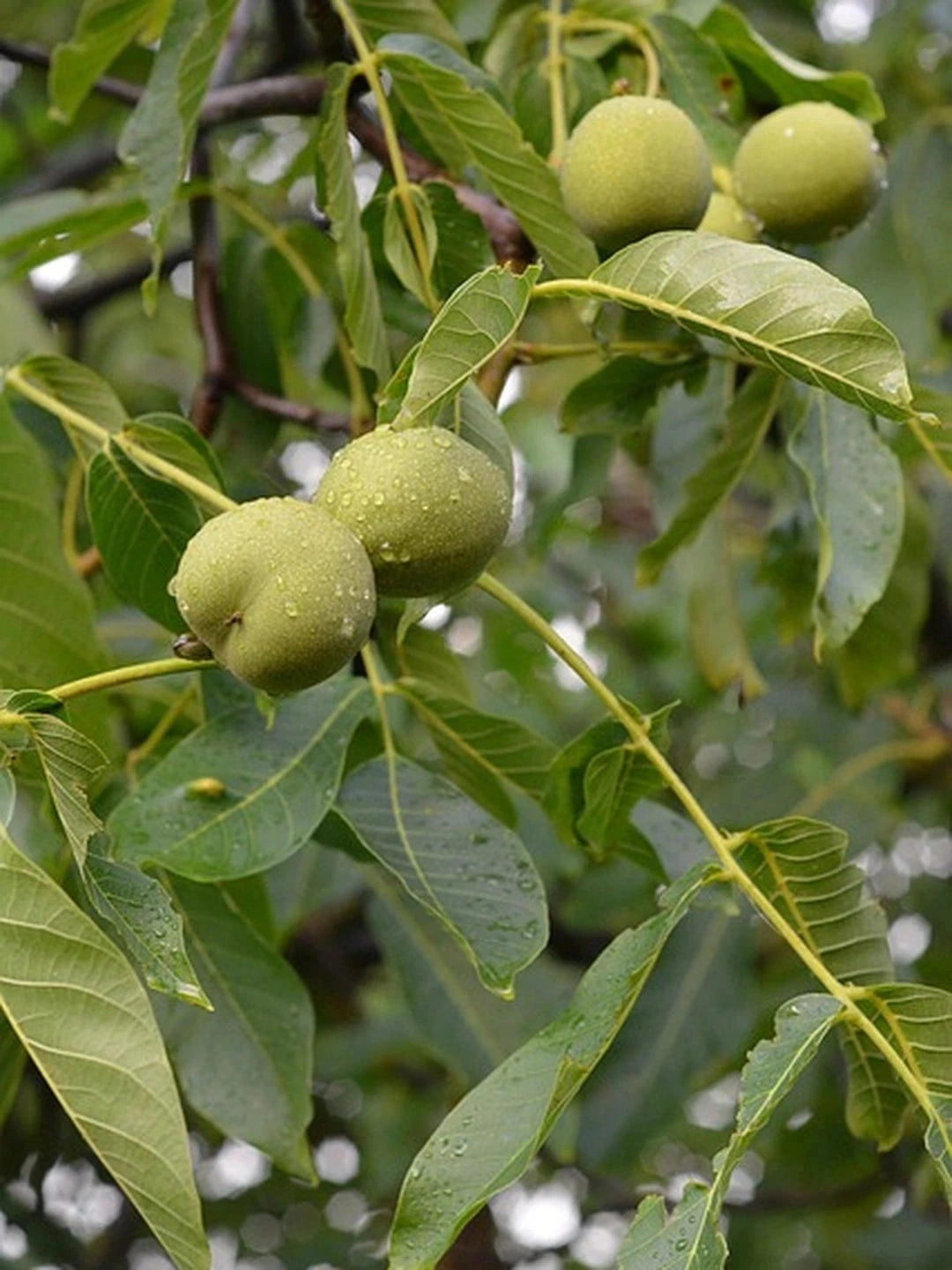 Noyer 'Franquette' - Tige 6/8 - H.200/250cm - Pot de 30 litres - Image 4