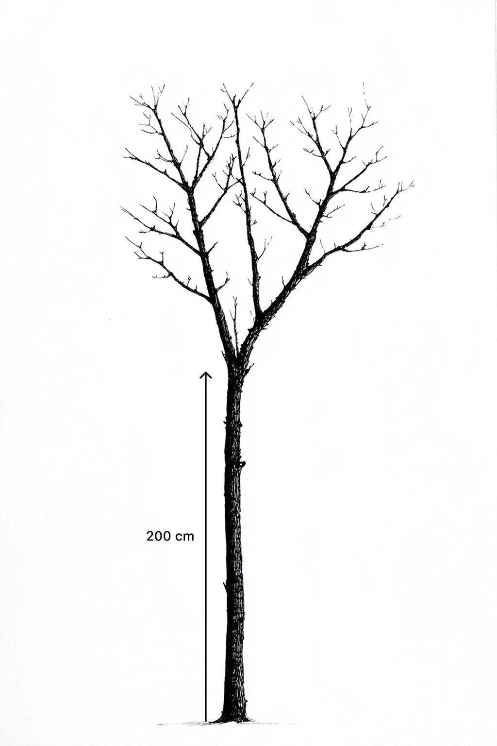 Noyer 'Franquette' - Tige 6/8 - H.200/250cm - Pot de 30 litres - Image 5