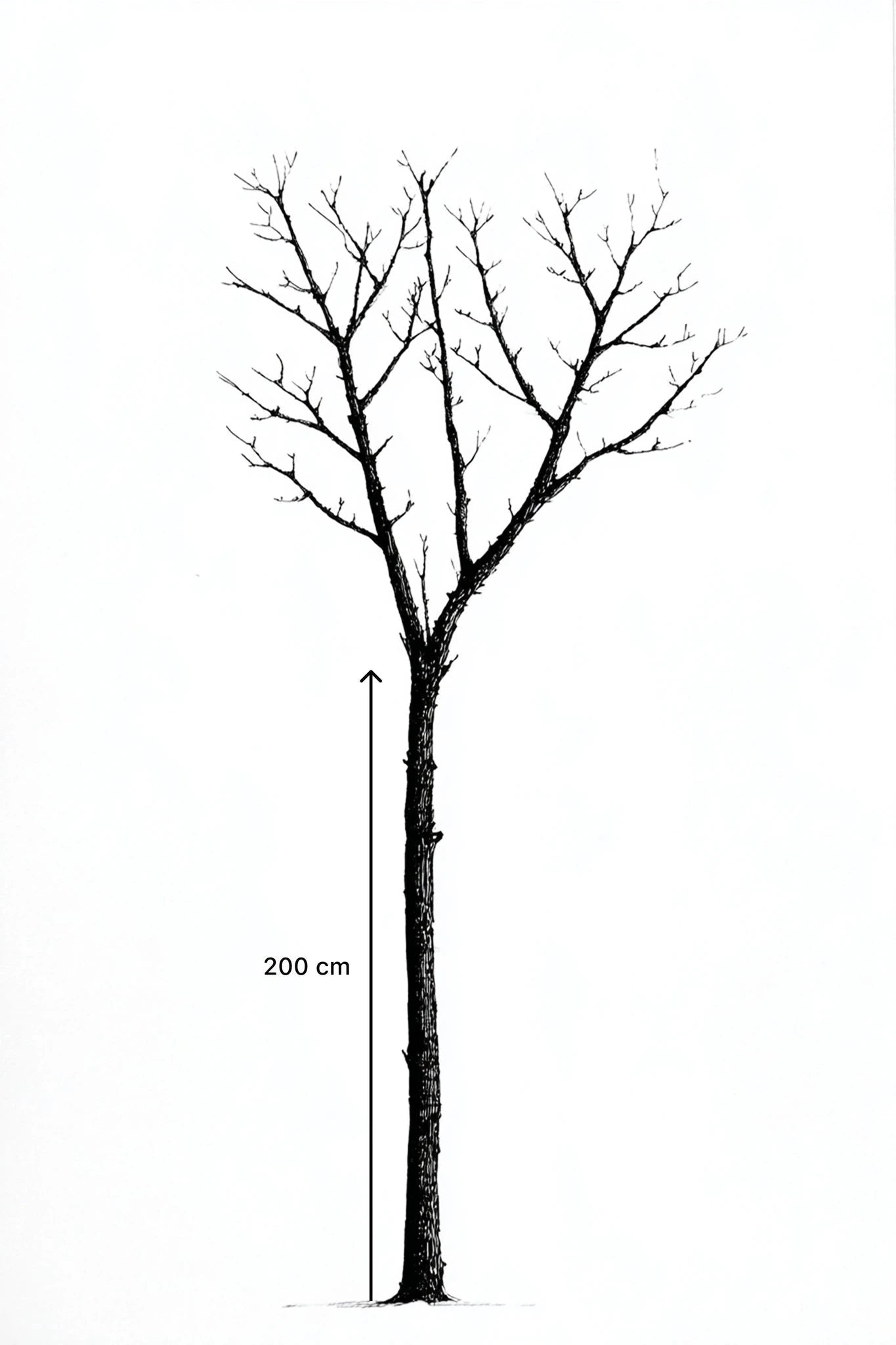 Noyer 'Franquette' - Tige 6/8 - H.200/250cm - Pot de 30 litres - Image 5