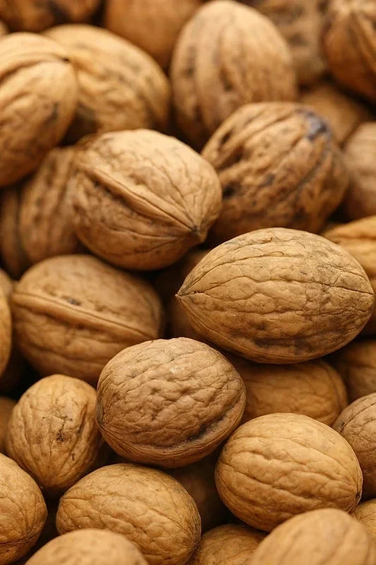 Noyer 'Parisienne' - Baliveau - H.175/200 cm - Pot de 15 litres