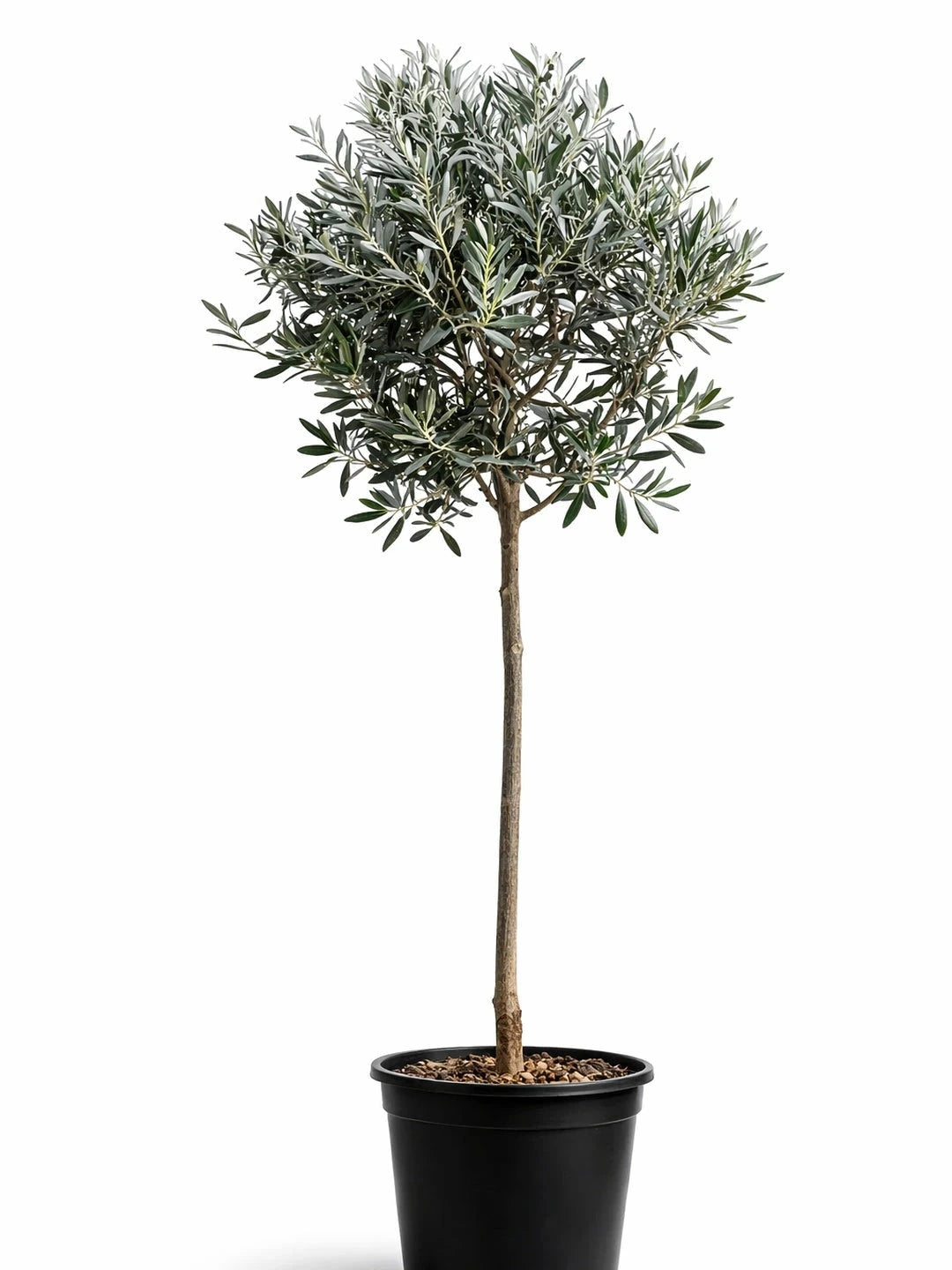 Olivier - 1/2 tige - H.150/175cm - Pot de 15 litres - Image 1