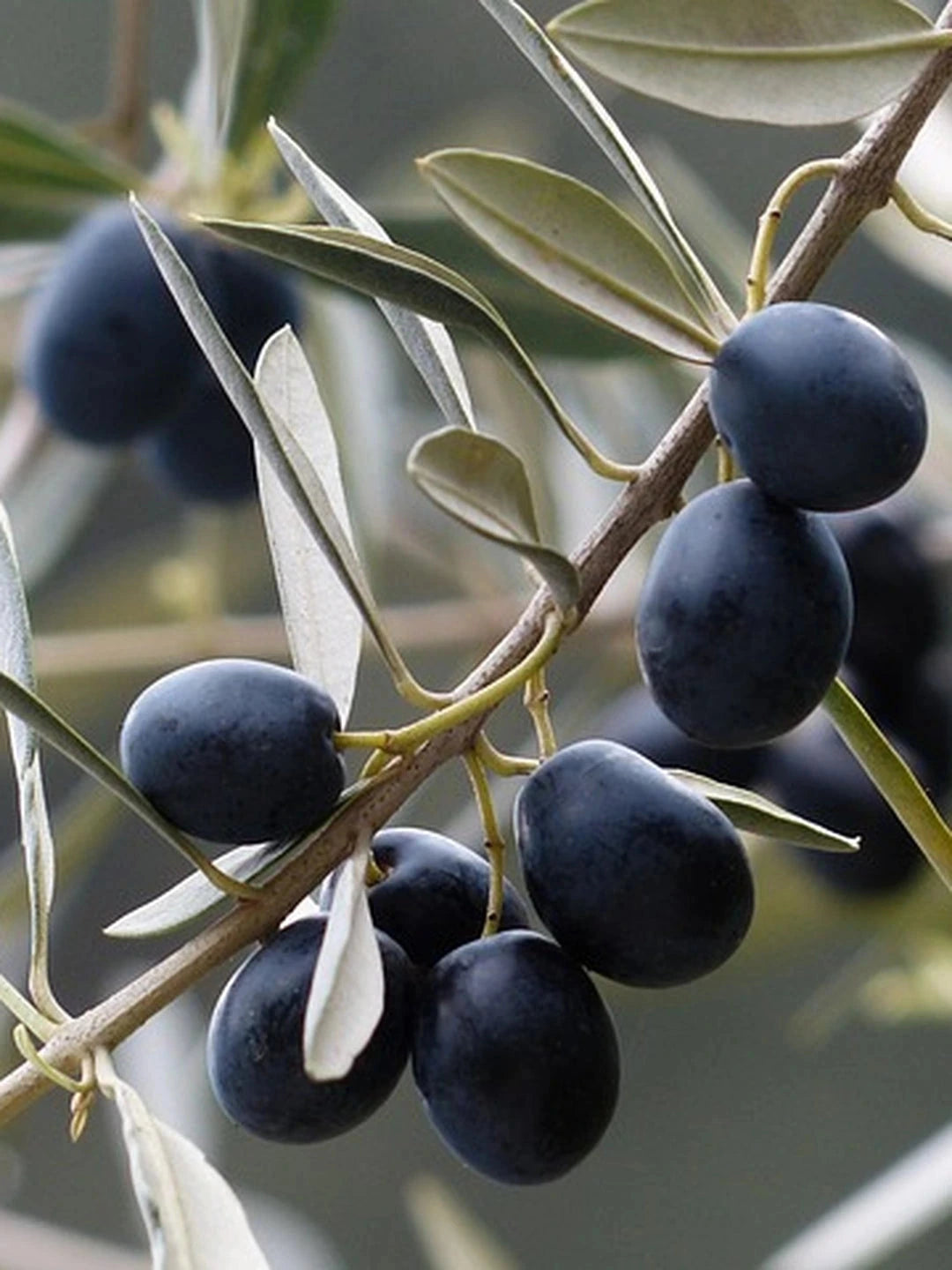 Olivier - 1/2 tige - H.150/175cm - Pot de 15 litres - Image 3