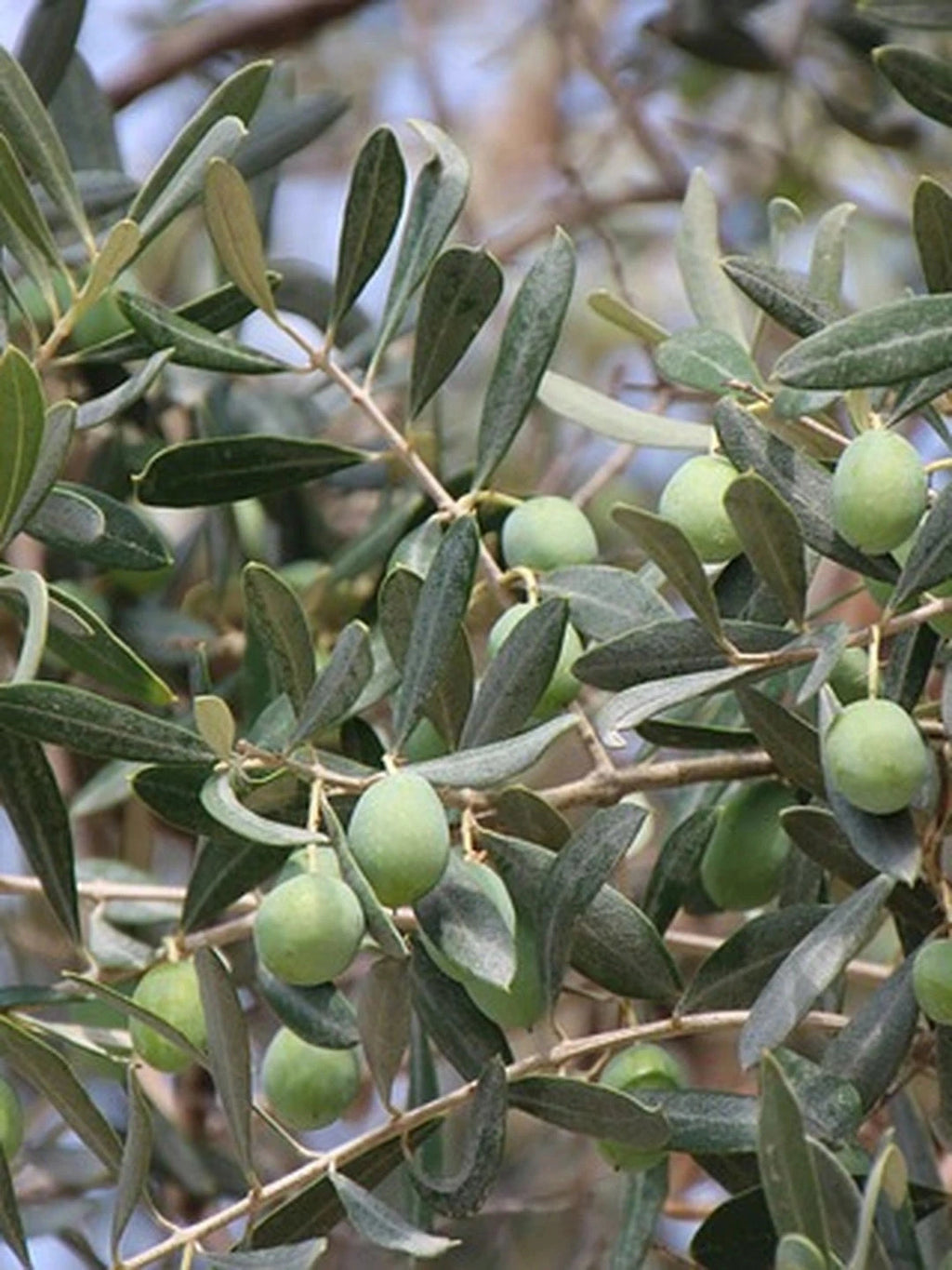 Olivier - 1/2 tige - H.150/175cm - Pot de 15 litres - Image 5