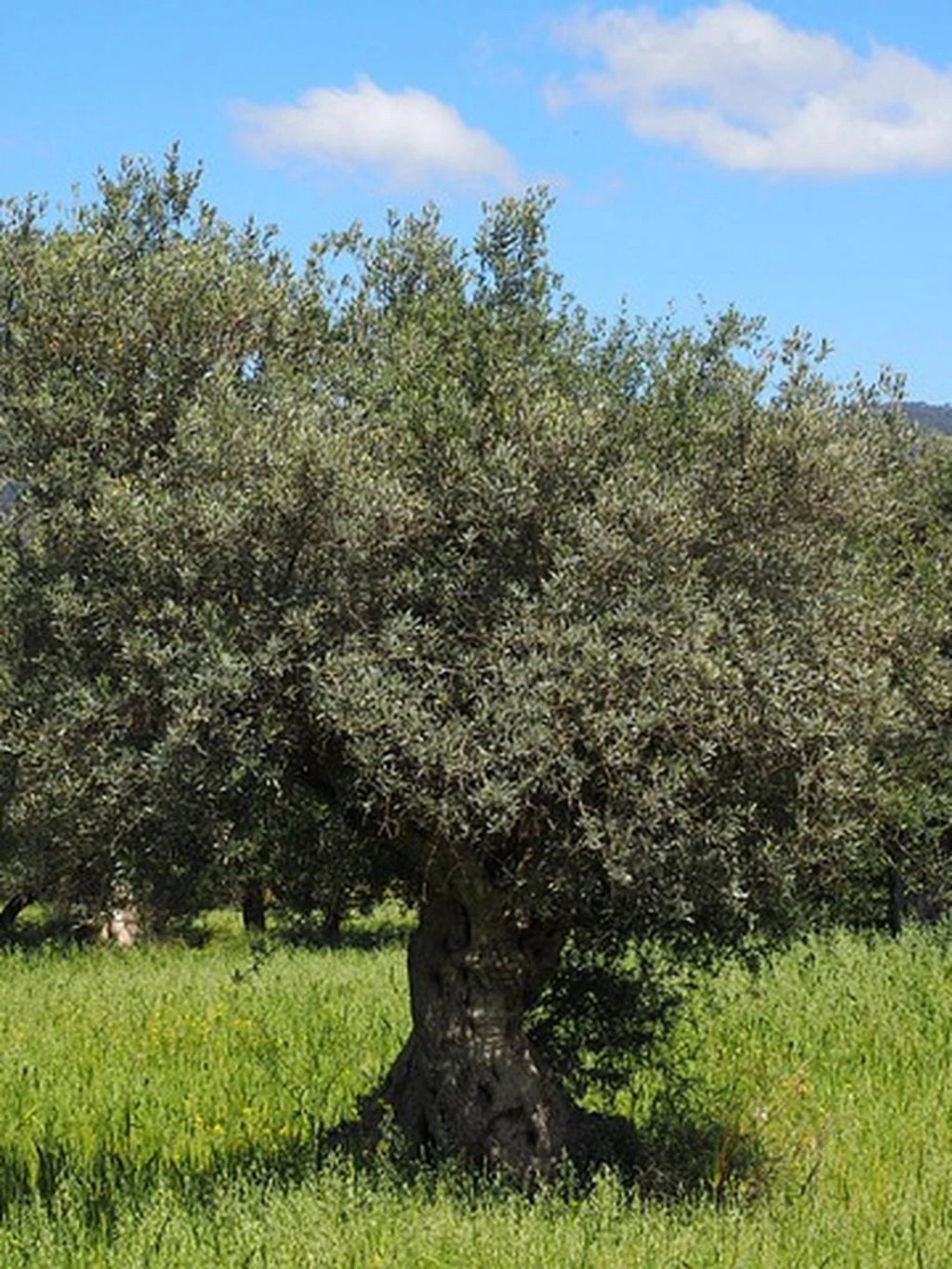 Olivier - 1/2 tige - H.150/175cm - Pot de 15 litres - Image 7