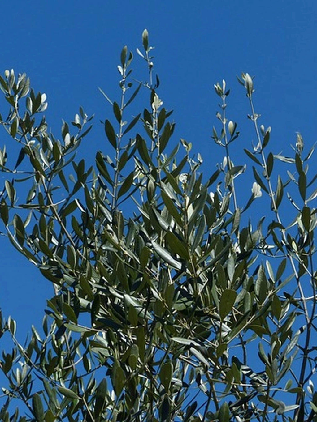 Olivier - 1/2 tige - H.150/175cm - Pot de 15 litres - Image 8