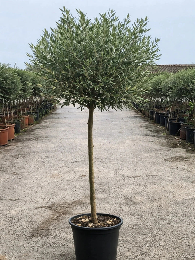 Olivier - 1/2 tige 8/10 - H.175/200cm - Pot de 25 litres