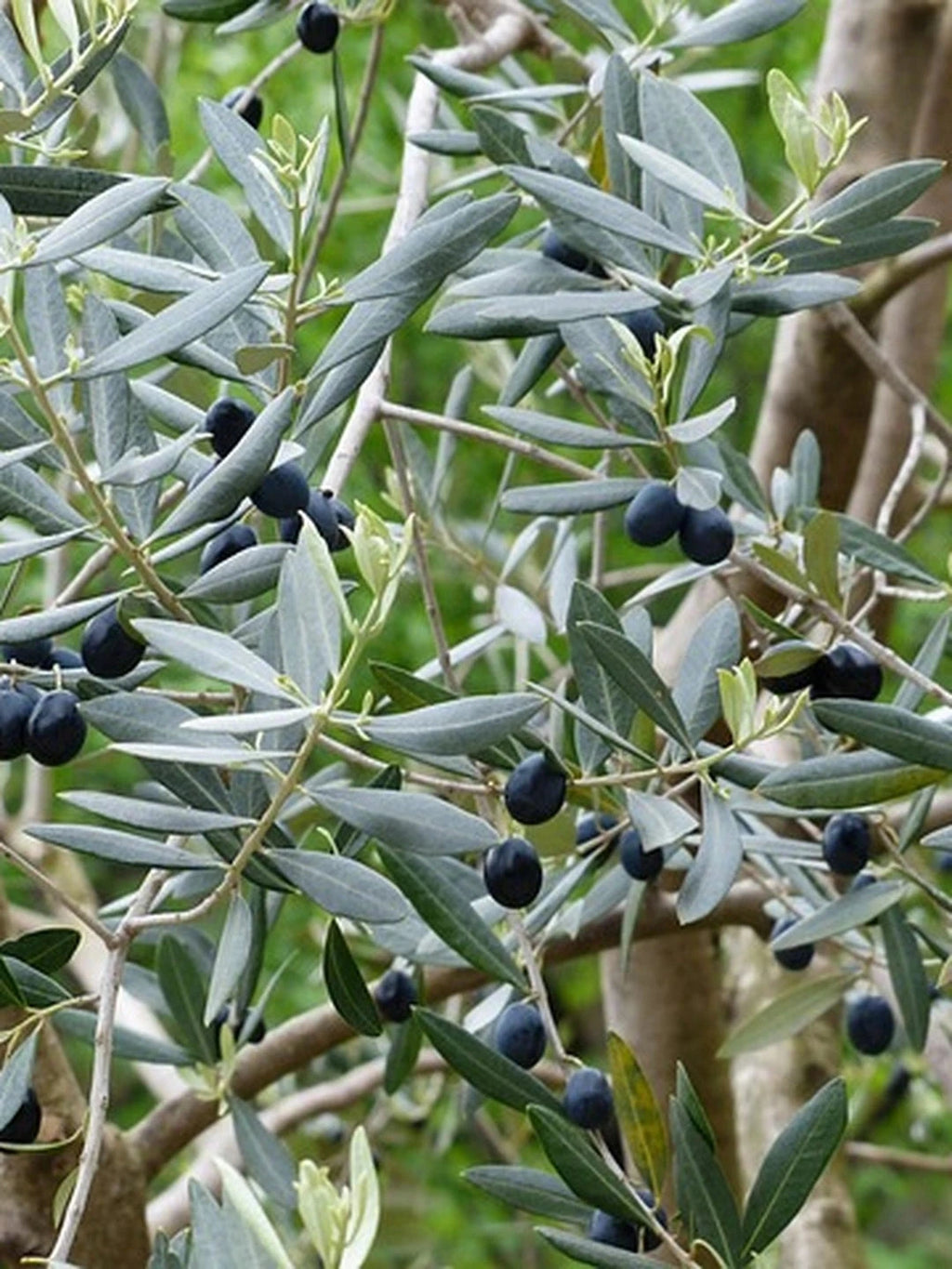 Olivier - 1/2 tige 8/10 - H.175/200cm - Pot de 25 litres - Image 2