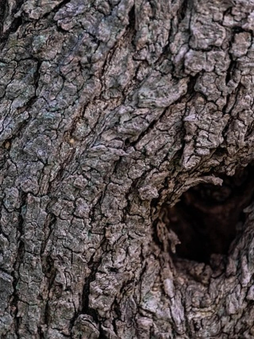 Olivier - 1/2 tige 8/10 - H.175/200cm - Pot de 25 litres - Image 4