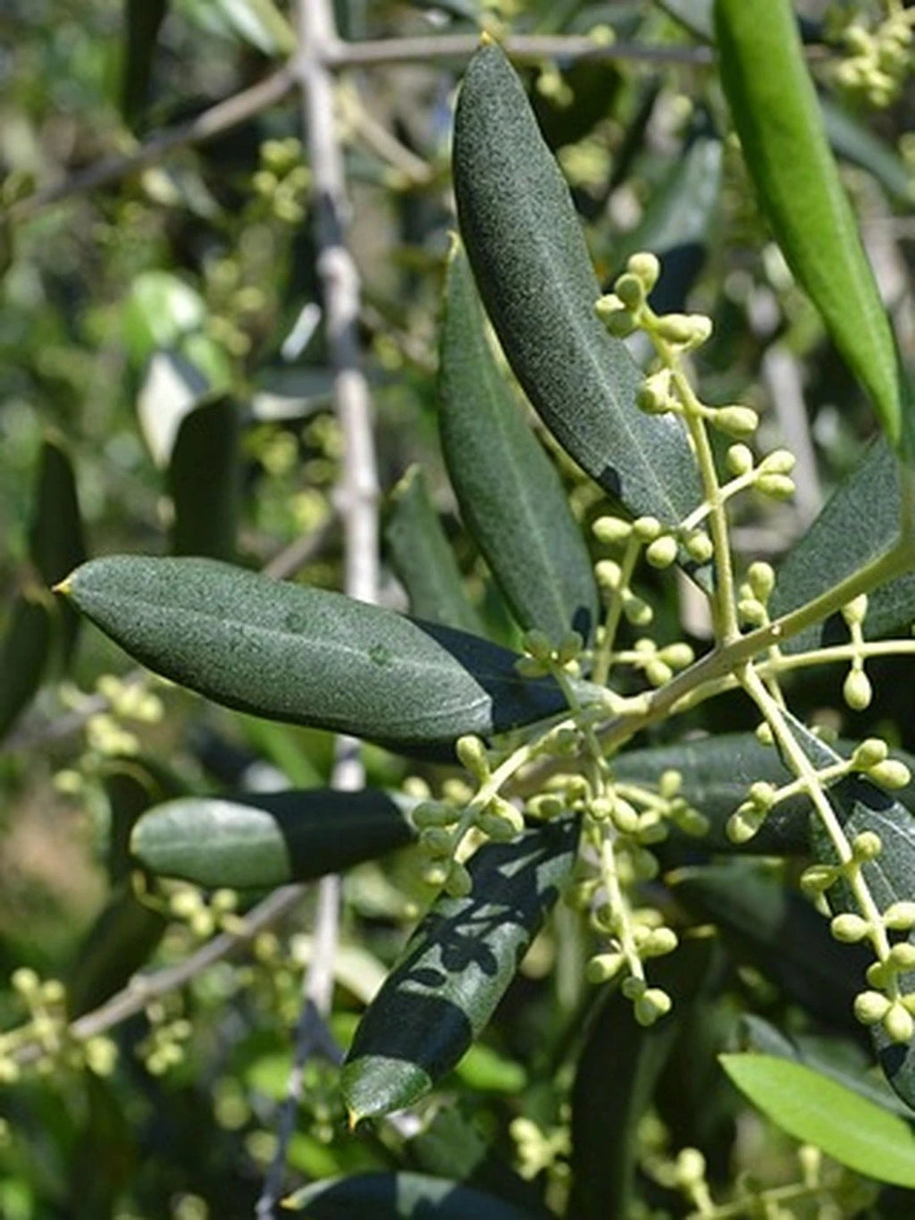 Olivier - 1/2 tige 8/10 - H.175/200cm - Pot de 25 litres - Image 5