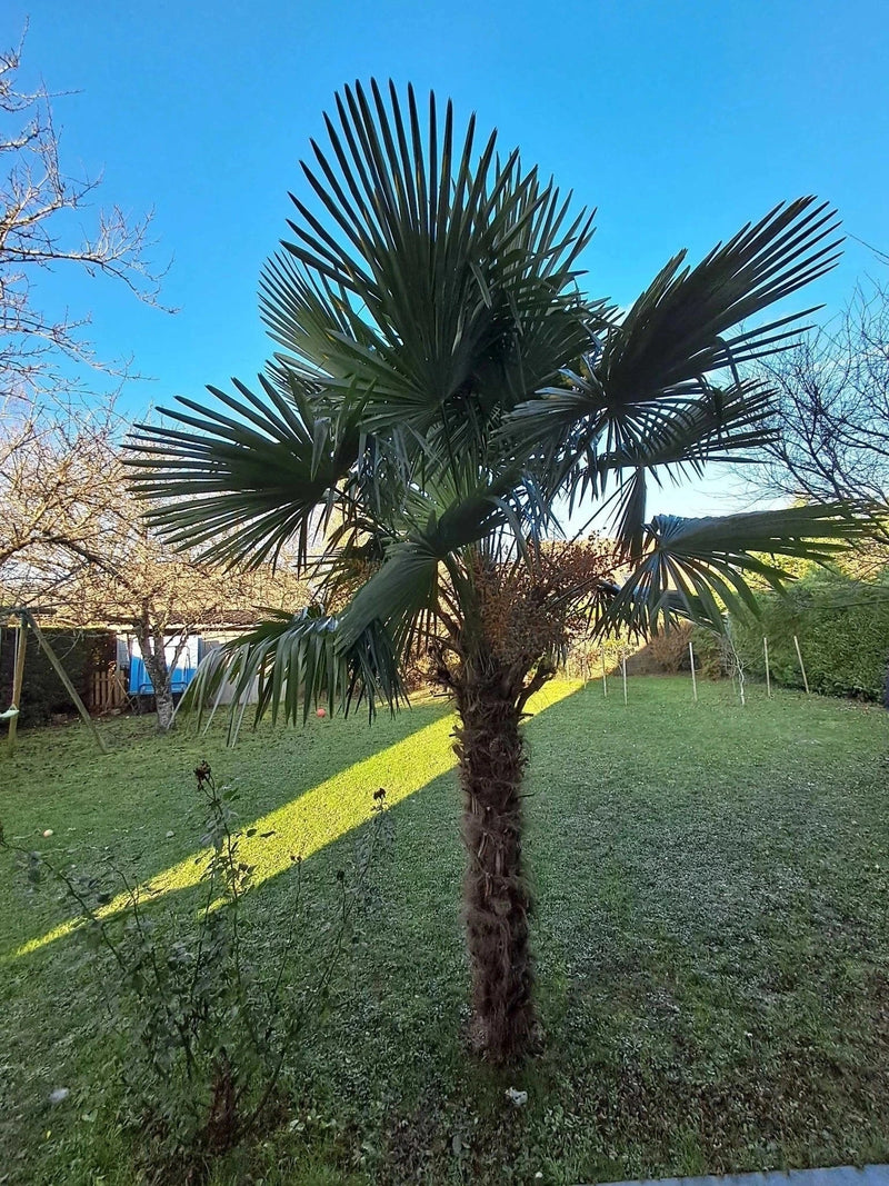 Palmier rustique - Trachycarpus fortunei - 7 ans - H.60/80cm - Pot de 7,5 litres