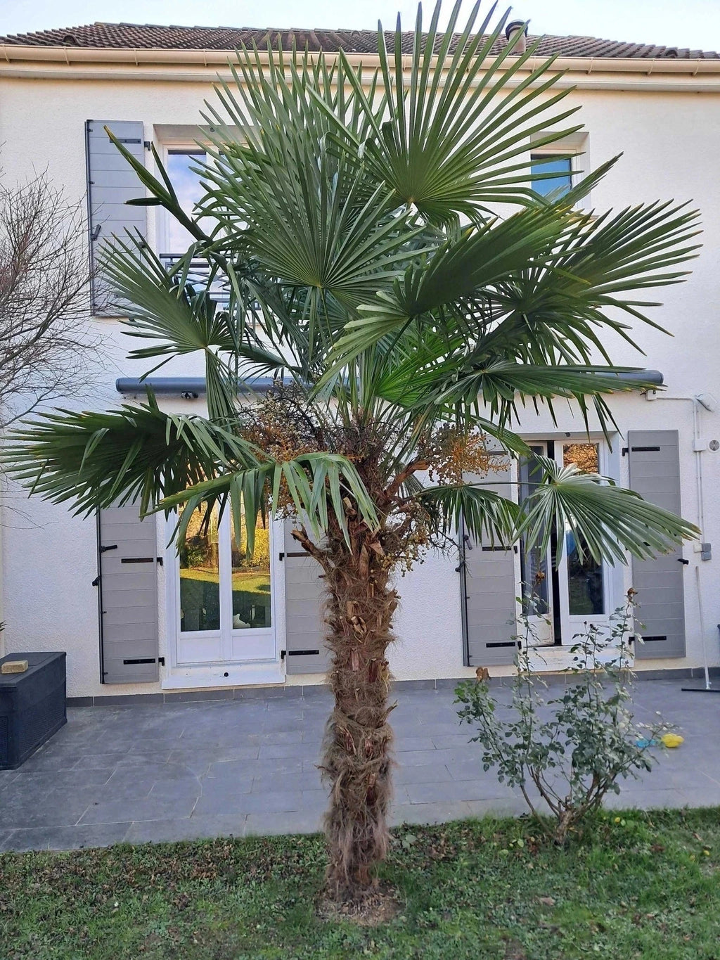 Palmier rustique - Trachycarpus fortunei - 7 ans - H.60/80cm - Pot de 7,5 litres - Image 2