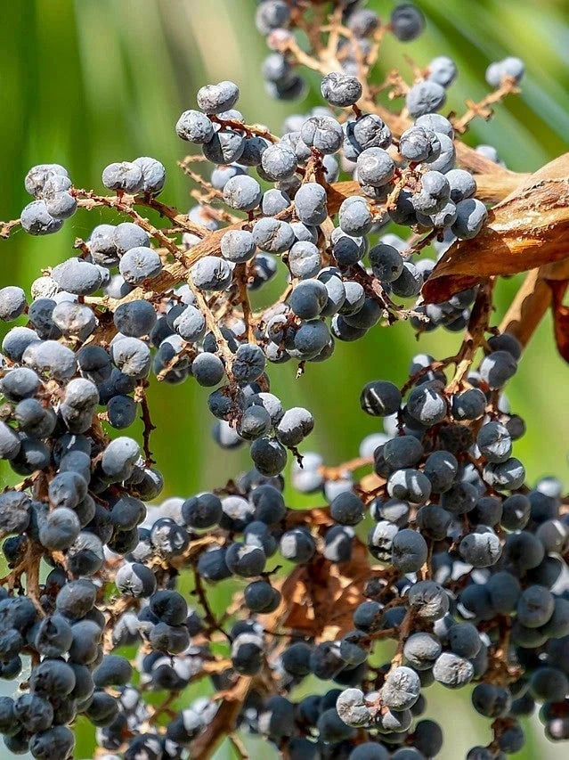 Palmier rustique - Trachycarpus fortunei - 7 ans - H.60/80cm - Pot de 7,5 litres - Image 5