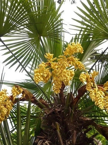 Palmier rustique - Trachycarpus fortunei - 7 ans - H.60/80cm - Pot de 7,5 litres - Image 6