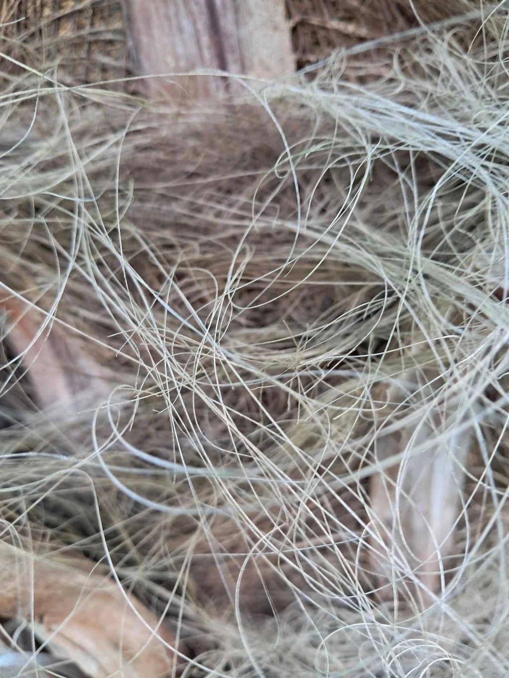 Palmier rustique - Trachycarpus fortunei - 7 ans - H.60/80cm - Pot de 7,5 litres - Image 9