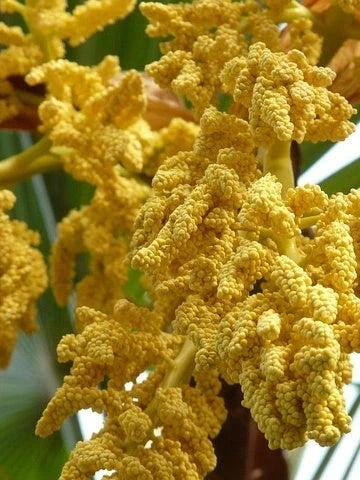 Palmier rustique - Trachycarpus fortunei - 7 ans - H.60/80cm - Pot de 7,5 litres - Image 10