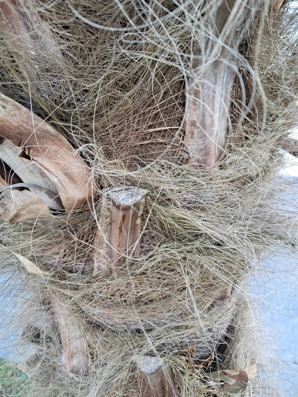 Palmier rustique - Trachycarpus fortunei - 7 ans - H.60/80cm - Pot de 7,5 litres - Image 11