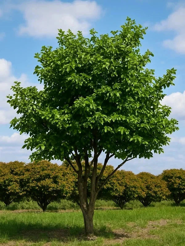 Parrotia de Perse - Baliveau - H.175/200 cm - Pot de 15 litres