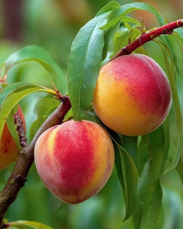 Pêcher 'Redhaven' - 1/2 tige - H.175/200cm - Pot de 12 litres