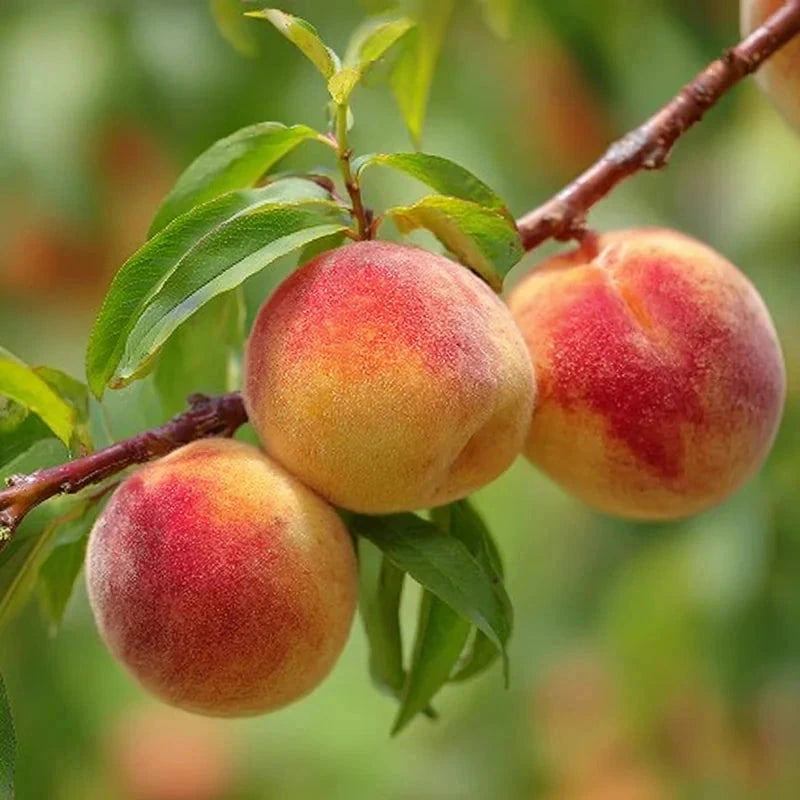 Pêcher 'Reine des vergers' - Gobelet - H.125/150cm - Pot de 12 litres - Image 2