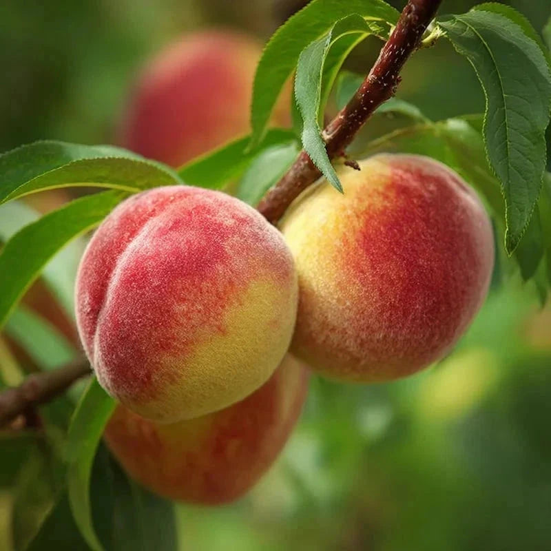 Pêcher 'Reine des vergers' - Gobelet - H.125/150cm - Pot de 12 litres - Image 4