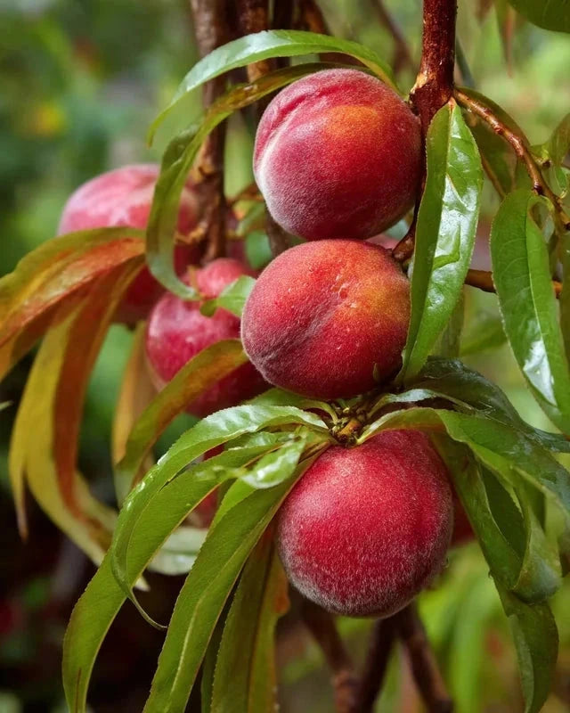 Pêcher nain 'Crimson' - 1/4 tige - H.80/100 cm - Pot de 7,5 litres