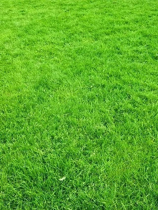 Pelouse en rouleau Premium - Surface 140 M2 - Image 7