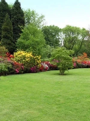 Pelouse en rouleau Premium - Surface 140 M2 - Image 9