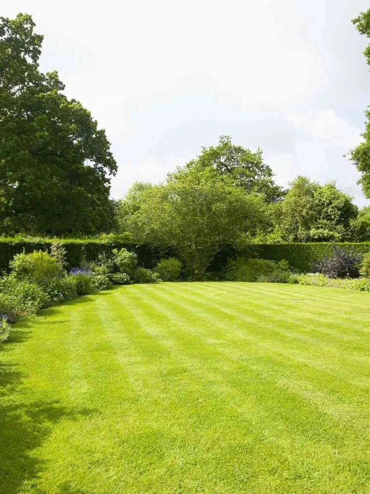 Pelouse en rouleau Premium - Surface 40 M2 - Image 8