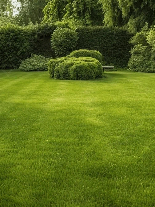 Pelouse en rouleau Premium - Surface 75 M2 - Image 6