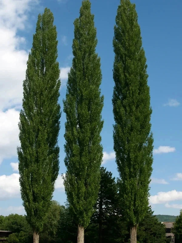 Peuplier noir d'Italie 'Italica' H.175/200cm - Baliveau - Pot de 15 litres