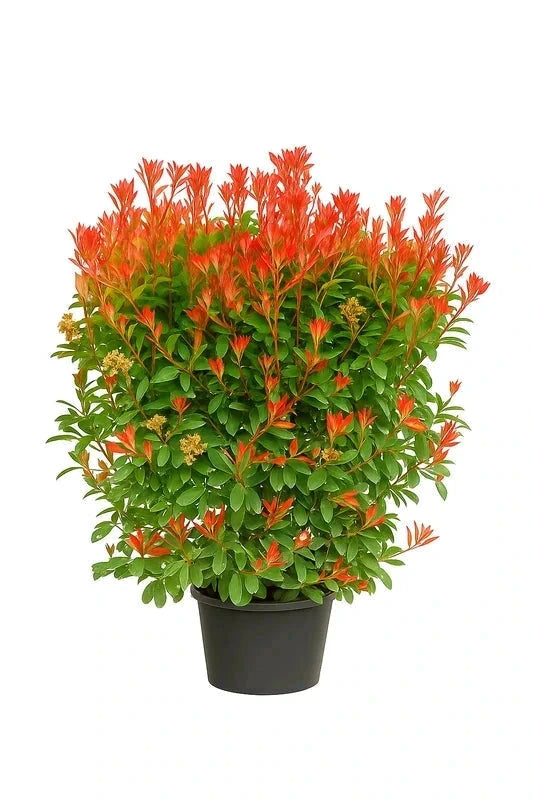 Photinia 'Red Robin' - H.200/250cm - Pot de 35 litres