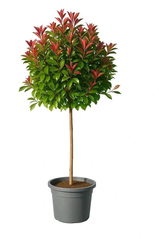 Photinia fraseri 'Red Robin' - 1/2 tige - H.150/175cm - Pot de 20 litres - Image 1