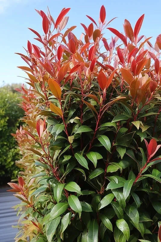 Photinia fraseri 'Red Robin' - 1/2 tige - H.150/175cm - Pot de 20 litres - Image 2