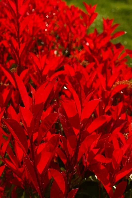 Photinia fraseri 'Red Robin' - 1/2 tige - H.150/175cm - Pot de 20 litres - Image 4