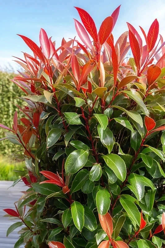 Photinia fraseri 'Red Robin' - 1/2 tige - H.150/175cm - Pot de 20 litres - Image 5