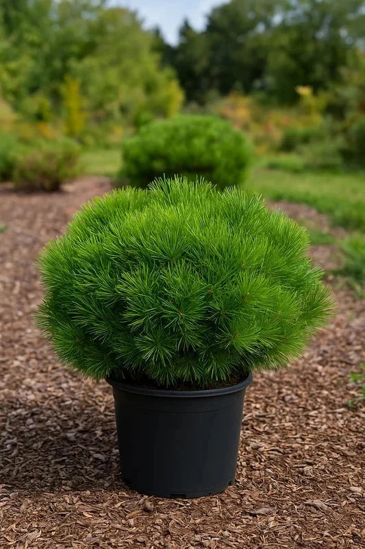 Pin rouge du Japon 'Alice Verkade' - H.50/60cm - Pot de 7,5 litres - Image 1