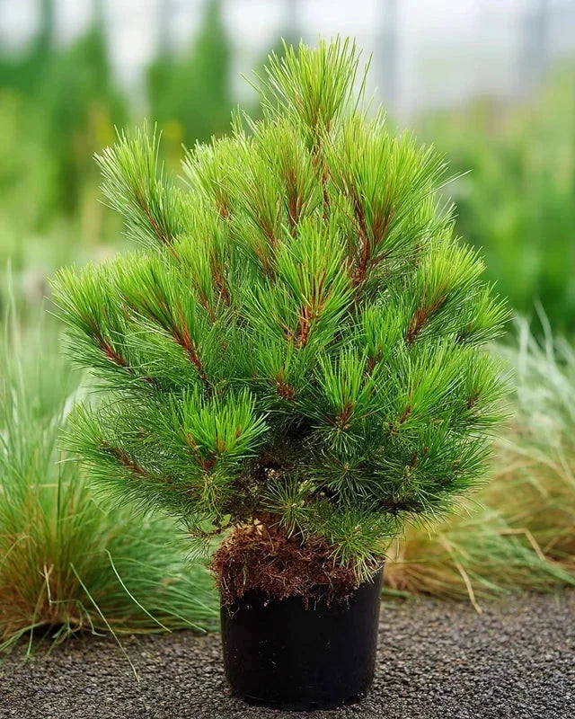 Pin rouge du Japon 'Alice Verkade' - H.50/60cm - Pot de 7,5 litres - Image 2