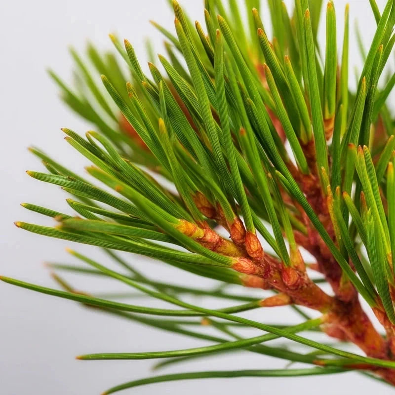 Pin rouge du Japon 'Alice Verkade' - H.50/60cm - Pot de 7,5 litres - Image 3