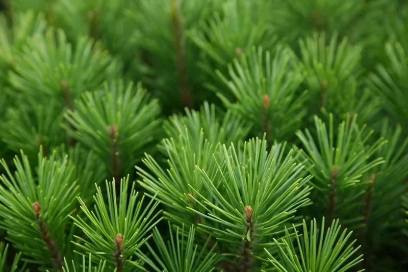 Pin rouge du Japon 'Alice Verkade' - H.50/60cm - Pot de 7,5 litres - Image 4