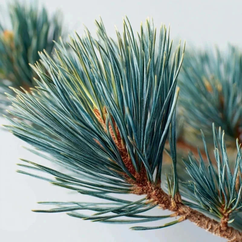 Pin sylvestre 'Nana' - H.50/60 cm - Pot de 7,5 litres - Image 2