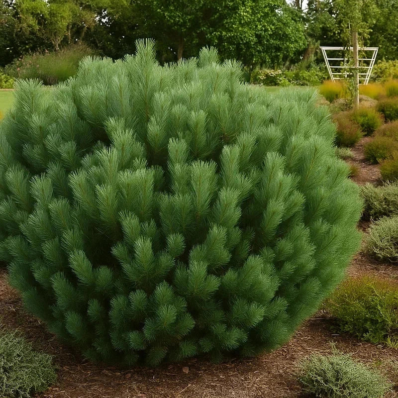 Pin sylvestre 'Nana' - H.50/60 cm - Pot de 7,5 litres - Image 4